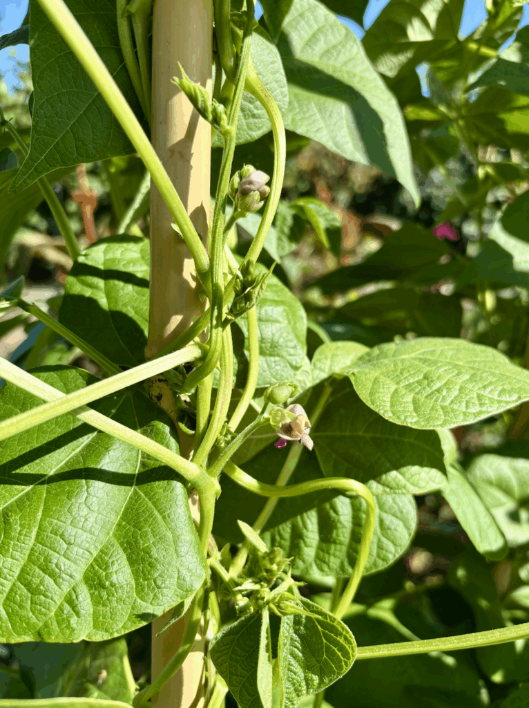 A close up of pale purple flowers emerging on climbing Cherokee trail of tears bean plants.