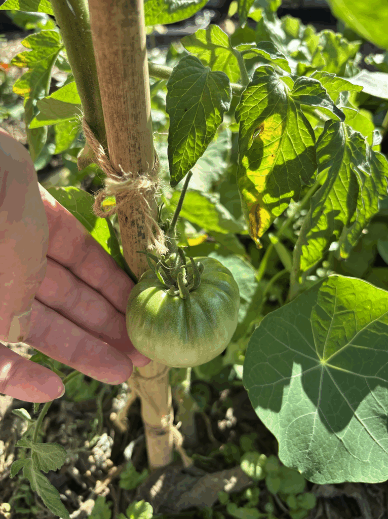 A 6cm wide green unripe tomato growing on the vine. A hand is in view for scale.