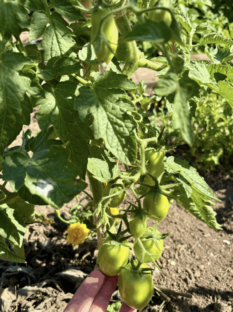 A vine of unripe green plum tomatoes growing on the vine. Fingers for scale.
