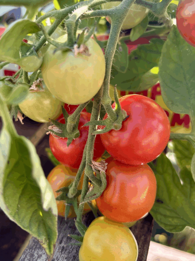 A close up of a vine of cherry tomatoes growing, a mix of red ripe tomatoes and yellow and green unripe tomatoes.