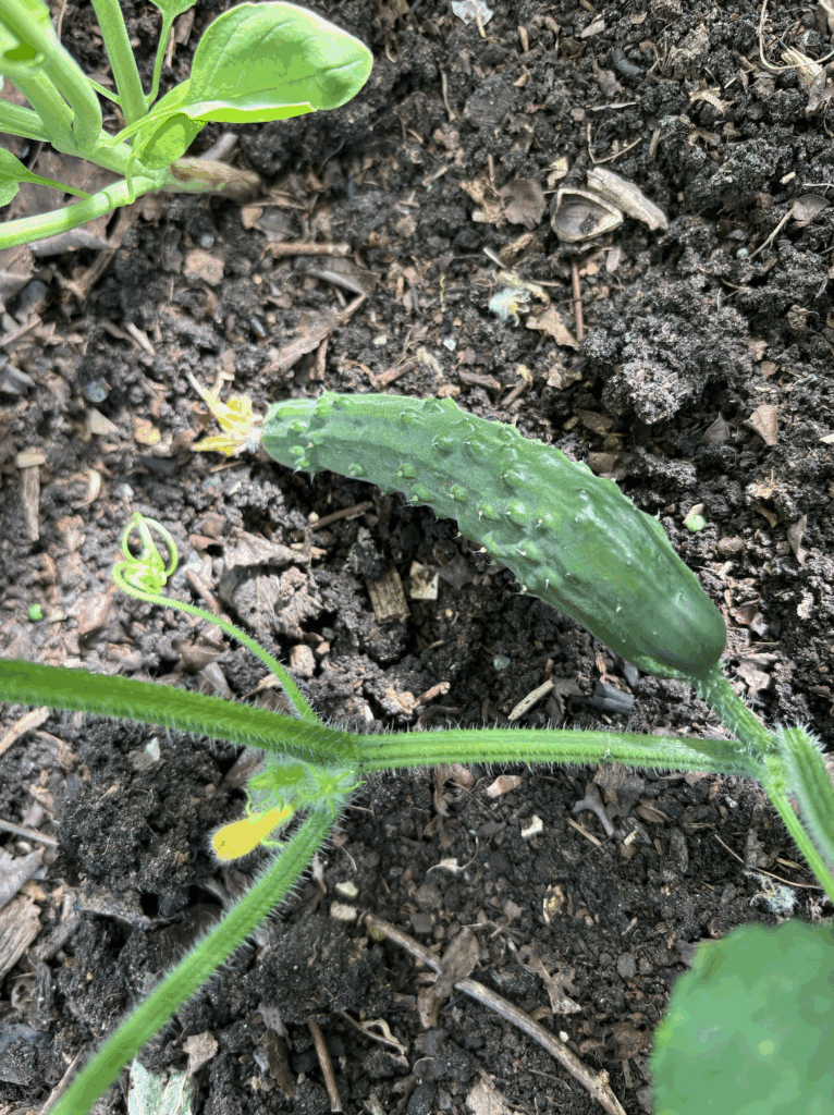 An immature cucumber growing on the vine.