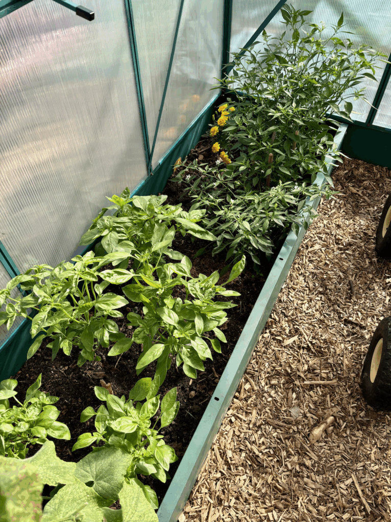 A raised bed in a greenhouse with five sweet basil plants, three apache chilli plants and a yellow french marigold plant in view.