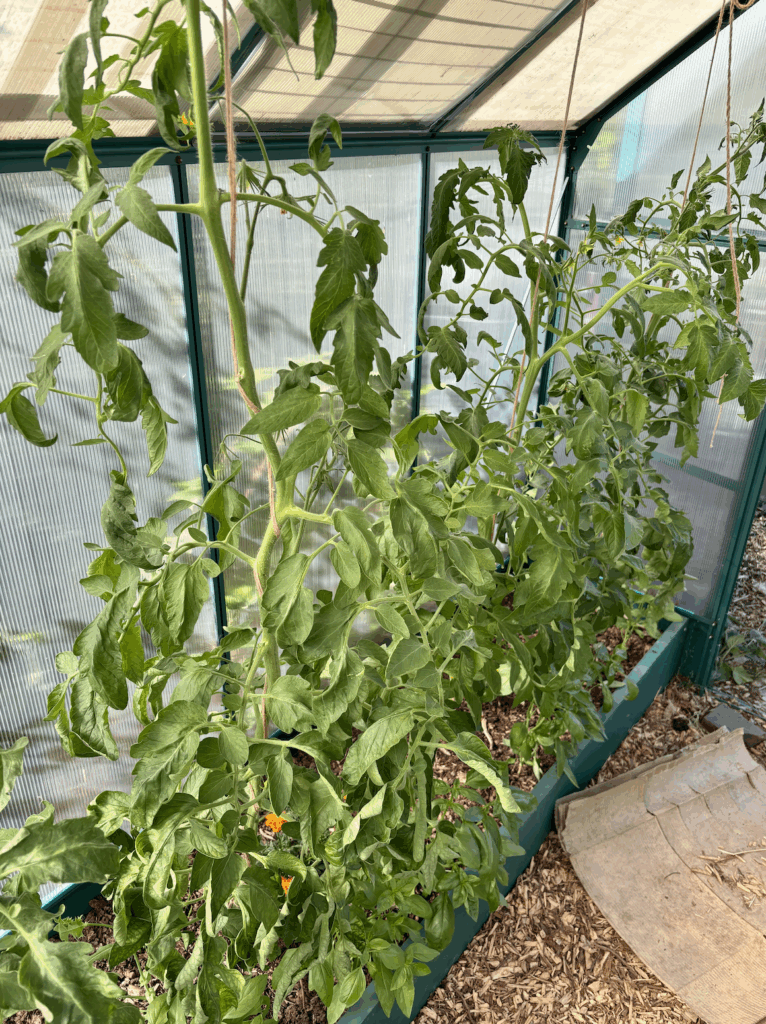 A raised bed in a greenhouse with three tomato plants in view.
