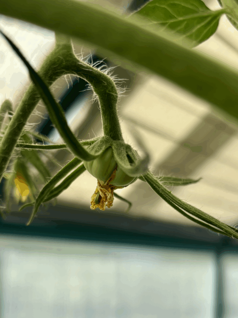 An immature newly set green tomato growing on a vine.