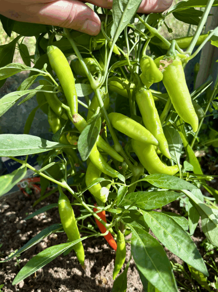 Close up of a cayenne chilli plant with lots of green and one red chilli growing.