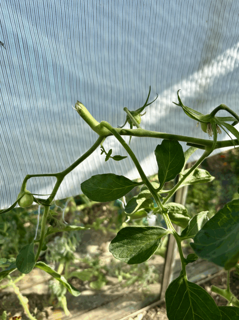 Three newly set immature tomatoes growing on a vine.