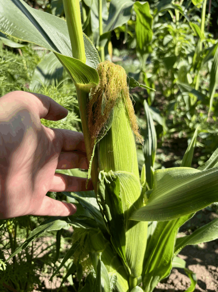 A sweetcorn cob growing on a plant with a hand in view for scale.