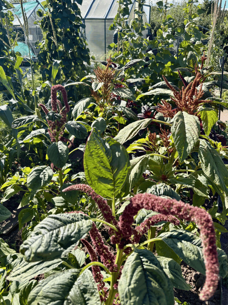 Mixed grain amaranth plants in flower with climbing beans visible in the background.
