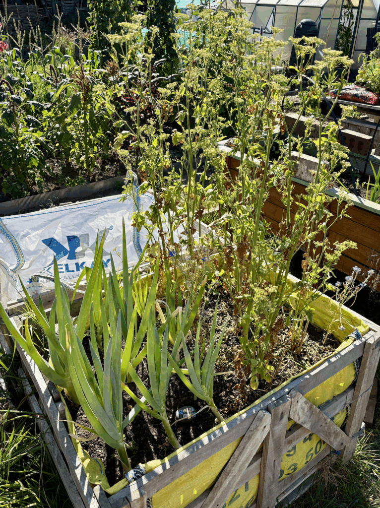 Welsh onions and skirret growing in a raised bed constructed from a pallet crate and rubble bag.