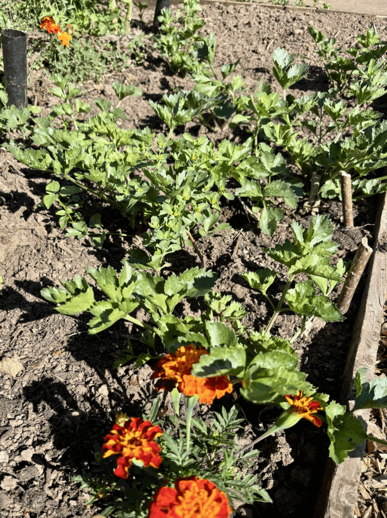 Hungarian celeriac plants with an orange and red french marigold in the foreground.