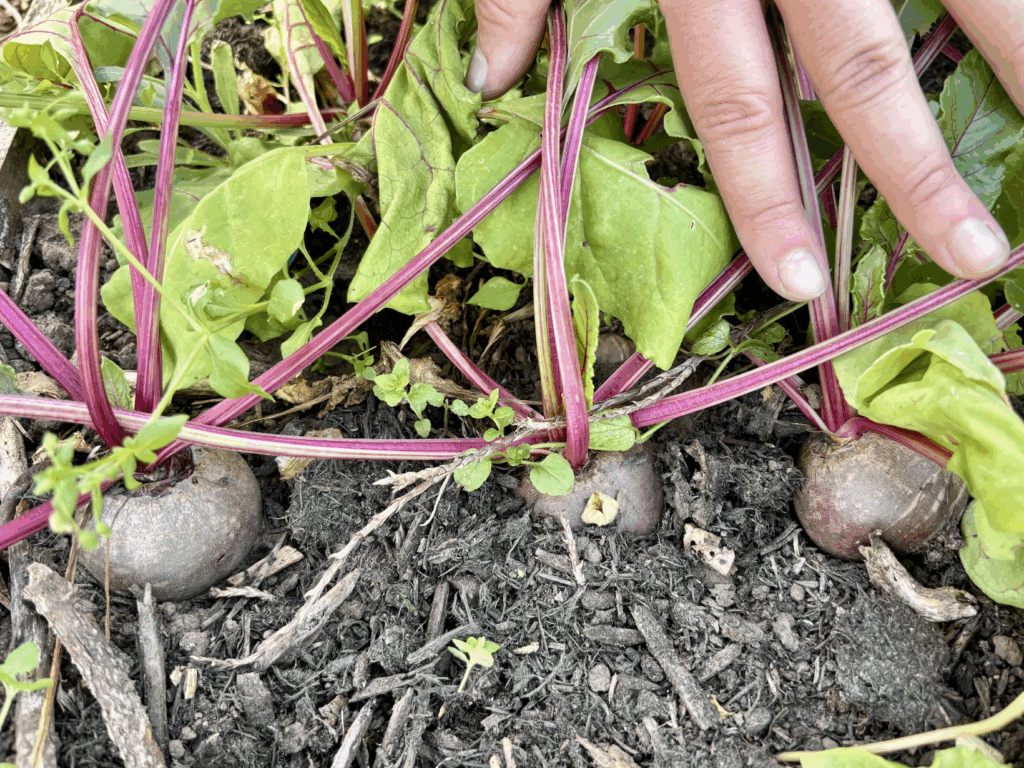Three beetroot growing in the ground.