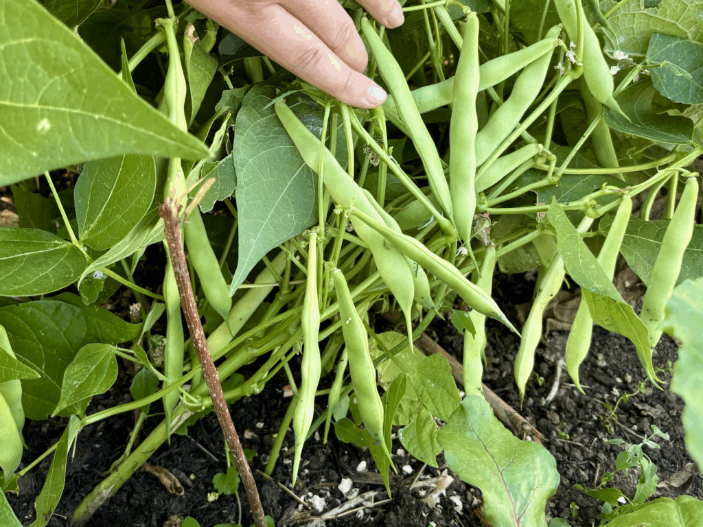 Cannelloni bean pods growing on dwarf plants.