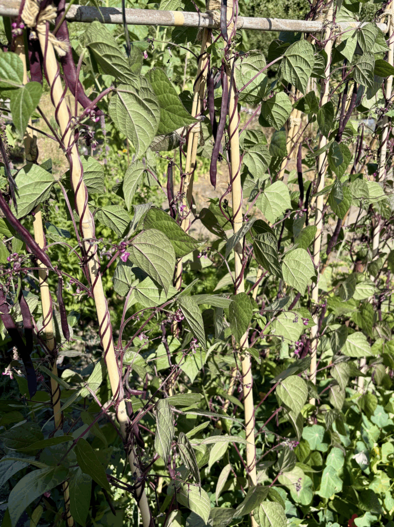 Many purple french beans growing on climbing plants.