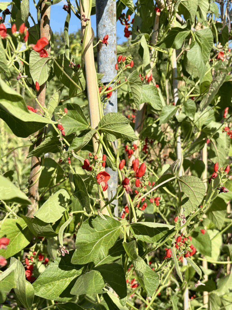 Climbing scarlet runner bean plants with many flowers but not many beans set.