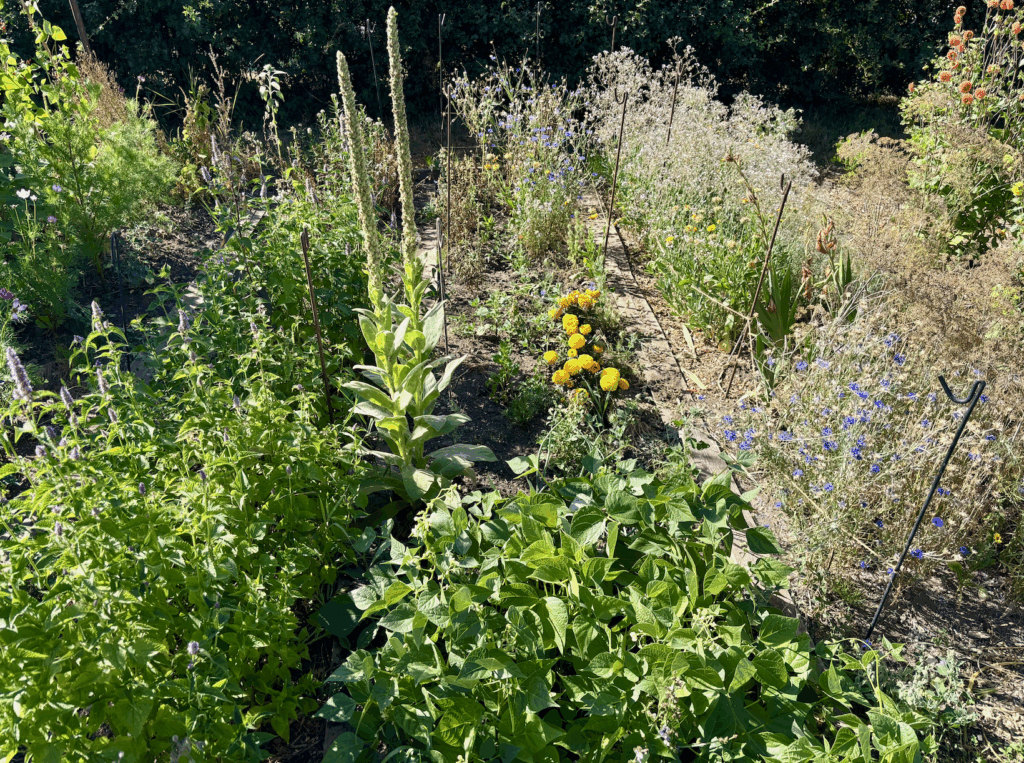 A large garden bed with rows of flowering plants. Many are going to seed in the heat. Korean mint and dwarf beans are very green in comparison in the foreground.