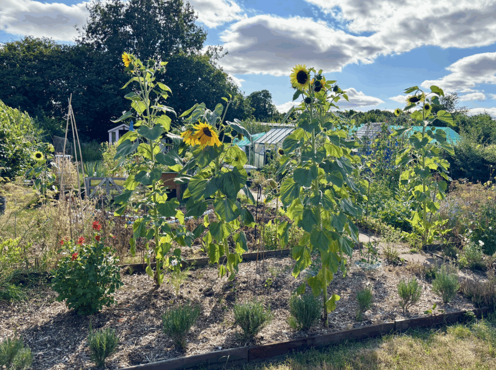 A large flower bed with a row of young lavender plants at the front and large multiheaded sunflower plants behind.