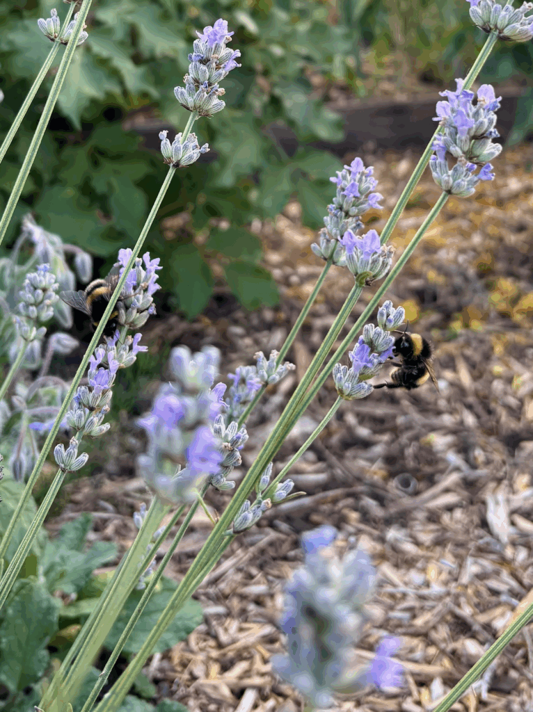 Lavender flowers with two bumblebees drinking nectar.