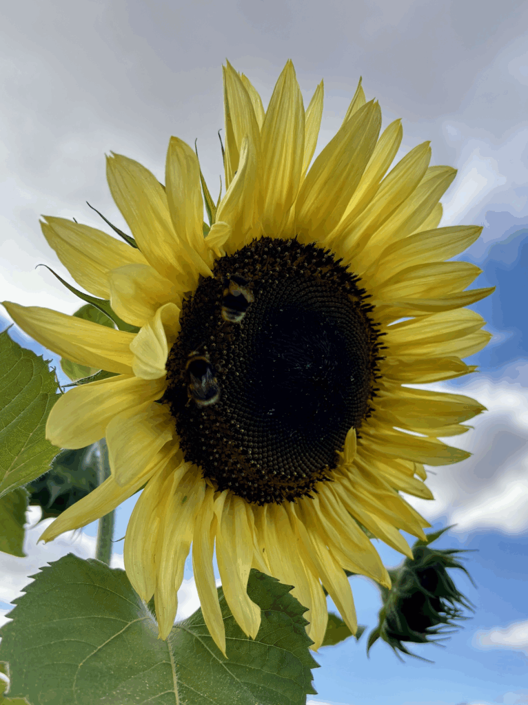 A large sunflower head with pale yellow petals and a dark centre with two large bumblebees hanging out.