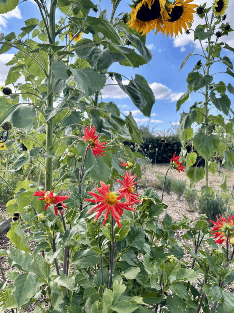 Red cactus shaped dahlia flowers in the foreground with bumblebees flying between the blooms, and tall sunflower plants behind.