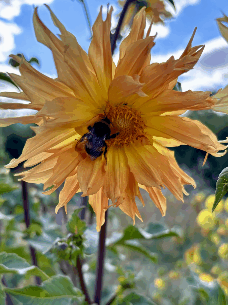 Apricot dahlia bloom with a bumblebee feeding.
