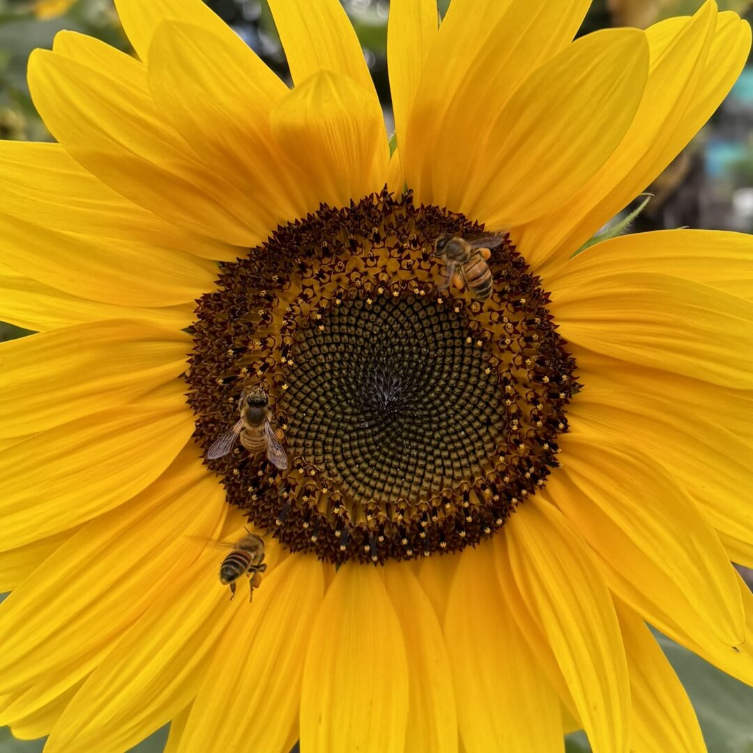 A yellow sunflower with three honey bees feeding on nectar.