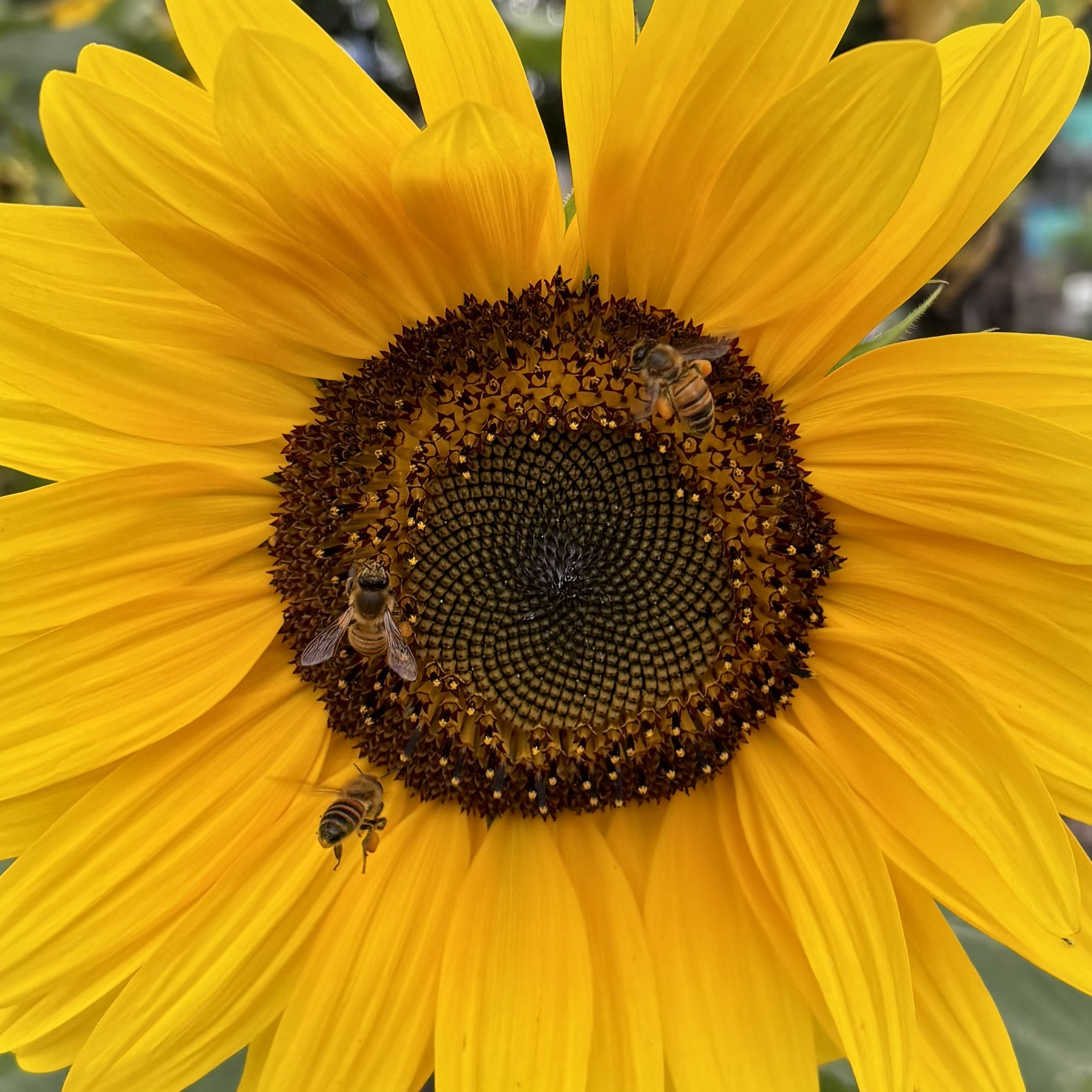 A yellow sunflower with three honey bees feeding on nectar.
