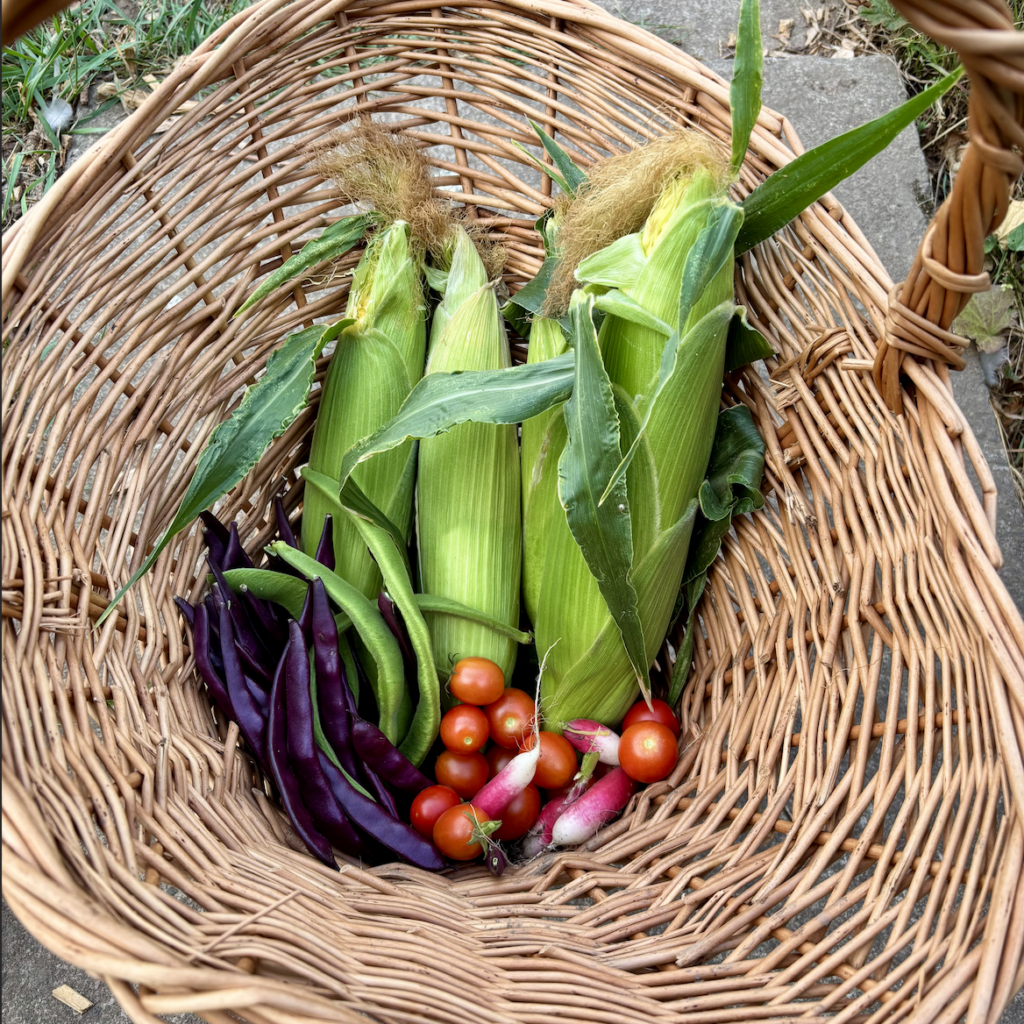 A basket containing four ears of sweetcorn, a handful of purple french beans, cherry tomatoes and breakfast radishes.