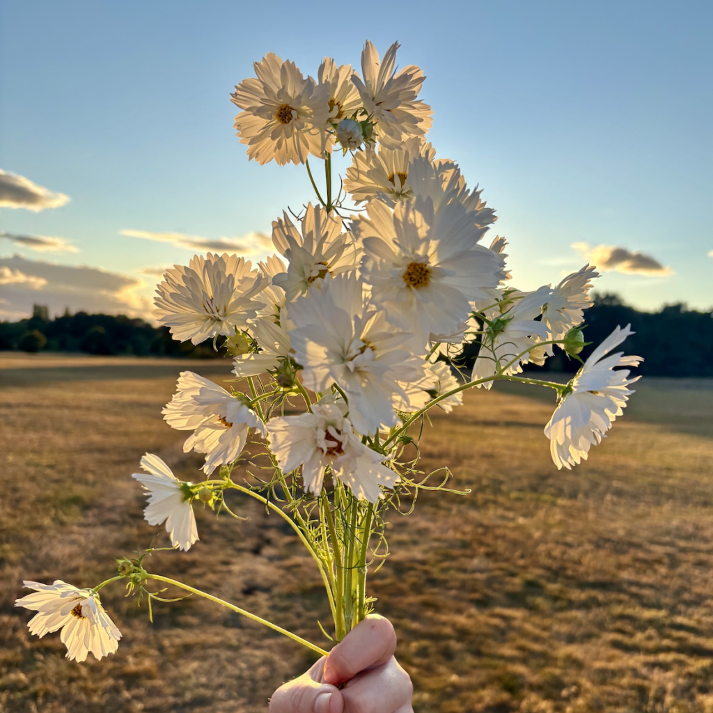 A bunch of white double petalled cosmos held up in front of a setting sun.